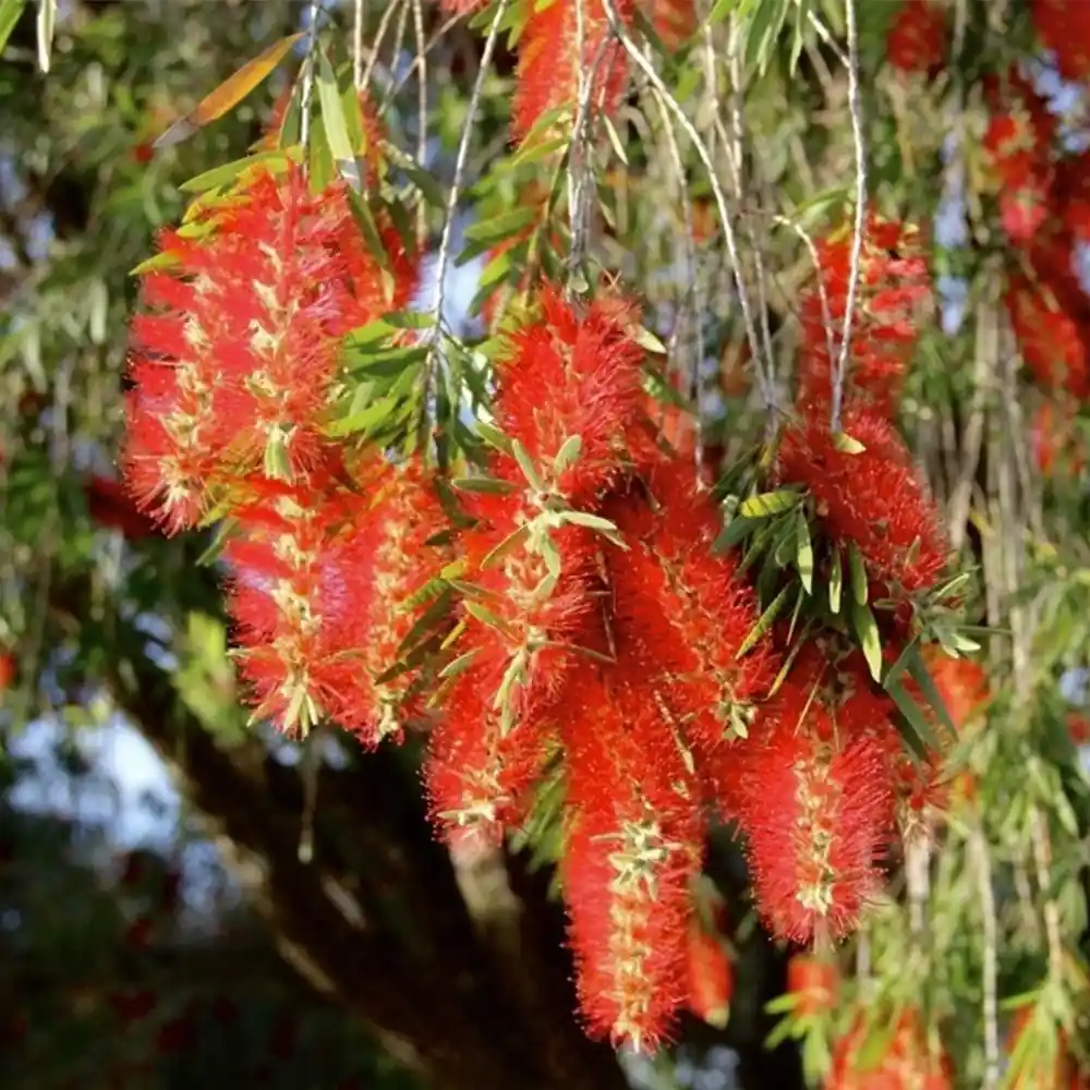 Bottle Brush
